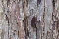 Tree Crust Close up Royalty Free Stock Photo