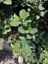 Ficus microphylla var. crassifolia `Green Mound