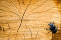 Tree cut with a black rhinoceros beetle sitting in the corner of the frame Royalty Free Stock Photo