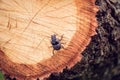 Black rhinoceros beetle sitting on the tree cut. Royalty Free Stock Photo