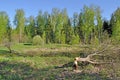 Tree cut down by a beaver