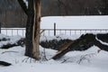 Broken fallen snow covered tree in winter, single tree, snow blizard, cold weather in winter season, disaster Royalty Free Stock Photo