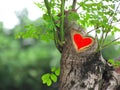 Tree cut incision looked like a heart. Red paint added for distinction