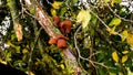 Tree cut with moss and fungi on its dry branches. Royalty Free Stock Photo