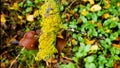 Tree cut with moss and fungi on its dry branches. Royalty Free Stock Photo