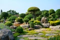 The tree is cut into mushroom shrubs with stones in the garden. Royalty Free Stock Photo