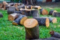 The tree cut into pieces, placed on a green lawn, Close up of stumps tree set on ground grass, Cutting trees can cause natural Royalty Free Stock Photo