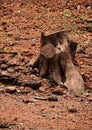 A tree cut  soil dry dezart Royalty Free Stock Photo