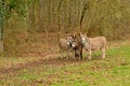 Three cute donkeys in a meadow with forest behind- Equus africanus asinus Royalty Free Stock Photo