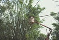 A tree-cutter in a basket,Lumberjack Cable Saw, Branch Cutter, Bamboo Tree.Bamboo