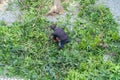 Tree cutter or Lumberjack logger worker man with chainsaw cutting green firewood timber natural tree in forest