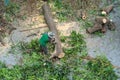 Tree cutter or Lumberjack logger worker man with chainsaw cutting green firewood timber natural tree  in forest Royalty Free Stock Photo