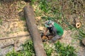 Tree cutter or Lumberjack logger worker man with chainsaw cutting green firewood timber natural tree  in forest Royalty Free Stock Photo