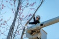 Tree cutter removes a limb from the top of a maple Royalty Free Stock Photo