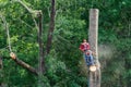 Tree Cutting Specialist Sawing Tall Hardwood