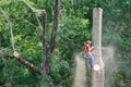 Tree Cutting Specialist Sawing Tall Hardwood