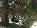 Tree cypress natkanski, Cypress Nutcan Pendula