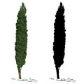 Tree cypress and silhouette of a cypress