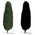 Tree cypress and silhouette of a cypress
