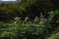 Tree dahlia ( Dahlia imperialis ) flowers. Asteraceae perennial bulbous plants. Royalty Free Stock Photo