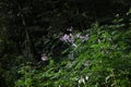 Tree dahlia ( Dahlia imperialis ) flowers. Asteraceae perennial bulbous plants. Royalty Free Stock Photo