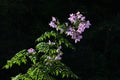 Tree dahlia  Dahlia imperialis  flowers. Asteraceae perennial bulbous plants. Purple-pink ligulate flowers bloom downward in lat Royalty Free Stock Photo