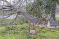 Tree damage by hurricane michael Royalty Free Stock Photo