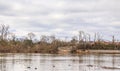 Tree Damage Tornado that Struck Wetumpka, Alabama Royalty Free Stock Photo