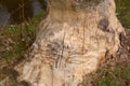 Tree damaged by beaver, damaged and gnawed tree