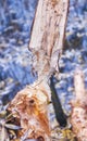 Tree damaged by a beaver Royalty Free Stock Photo