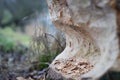 Tree damaged by the beavers; gnawed by the beavers; damaged area Royalty Free Stock Photo