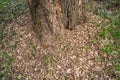 Tree damaged by wood-boring bark beetle that tunnels under the bark of a trees, which die if heavily infested