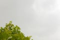 Tree and dark cloud before storm Royalty Free Stock Photo