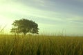 Tree at dawn