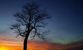 Tree at days end Royalty Free Stock Photo