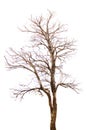 Tree Dead isolated on white background Royalty Free Stock Photo