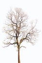 Tree Dead isolated on white background Royalty Free Stock Photo