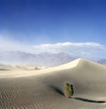 Tree in Death Valley with upcoming sand storm Royalty Free Stock Photo