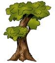 Tree - Deciduous Royalty Free Stock Photo