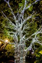 Tree decorated with white small lights Royalty Free Stock Photo