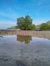 Mangrove tree refletion in sea water of Cristo Rei beach, Timor-Leste. Royalty Free Stock Photo