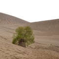 A tree in desert Royalty Free Stock Photo