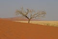 Tree in desert