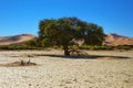 Tree in desert, Africa