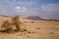 Tree in desert Arava Royalty Free Stock Photo