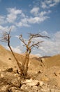 Tree in desert Arava Royalty Free Stock Photo