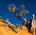 Fight for the life.Tree in The Bryce Canyon