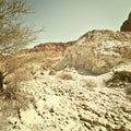 Tree in Desert Royalty Free Stock Photo