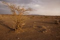 Tree in the desert of Oman Royalty Free Stock Photo