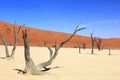 Tree in the desert at Sossusvlei Namibia Royalty Free Stock Photo